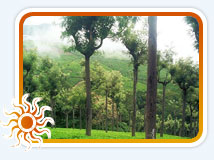 Ooty Holiday Vacations