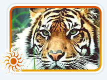 Sariska Tour Packages