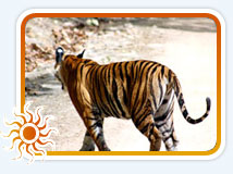 Tiger Safari Tour