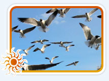 Bharatpur Bird sanctuary