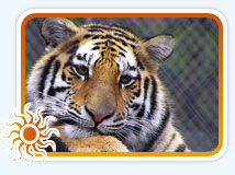 Pangot - Corbett Tour Package