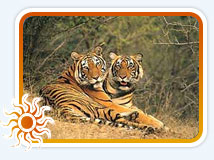 Rajasthan Wildlife Tour